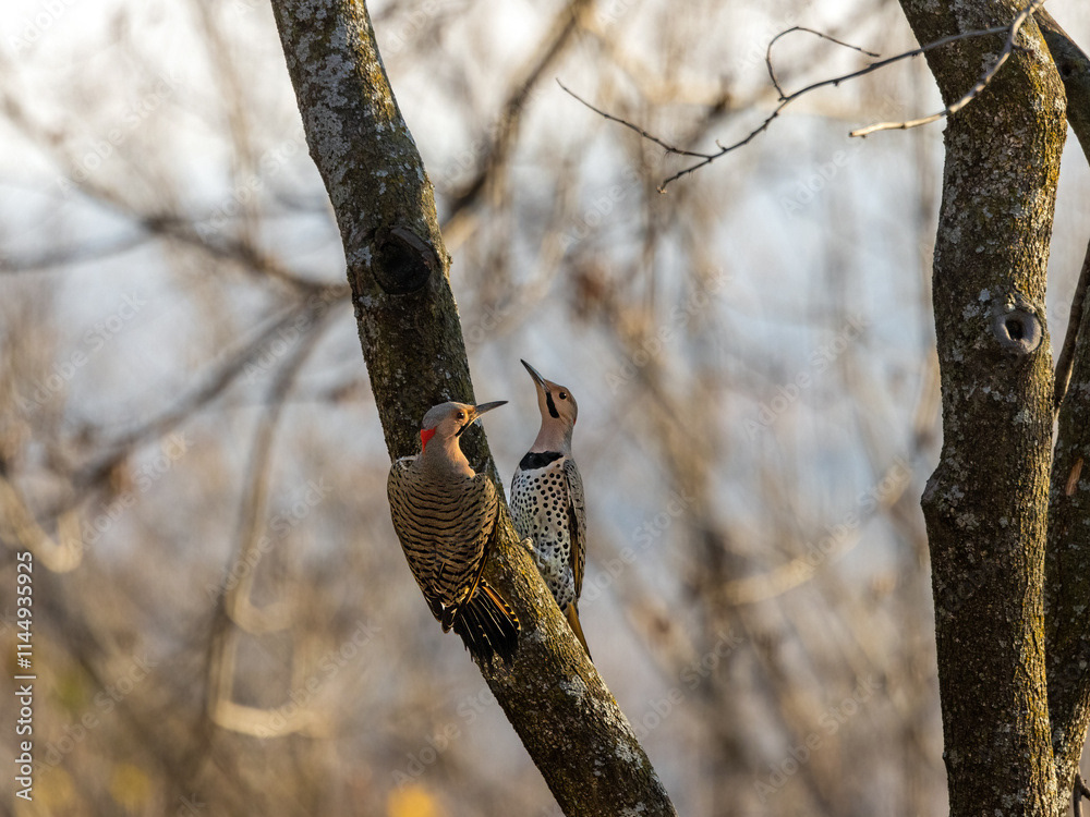 Northern Flicker