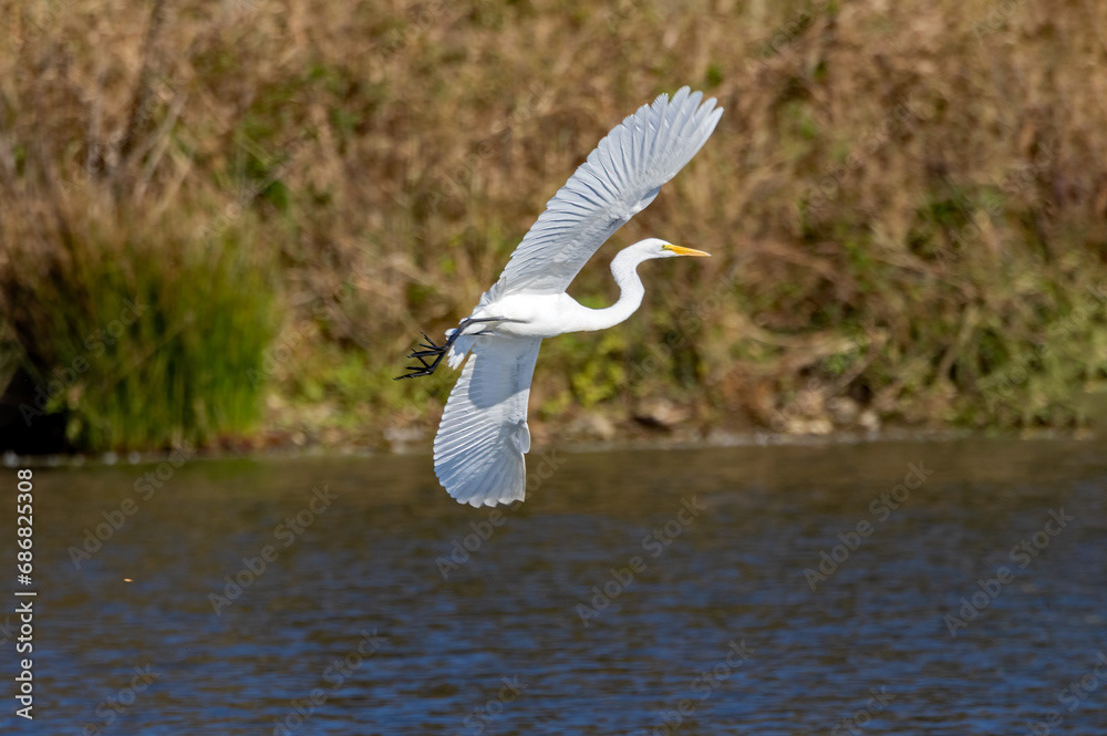 Great Egret