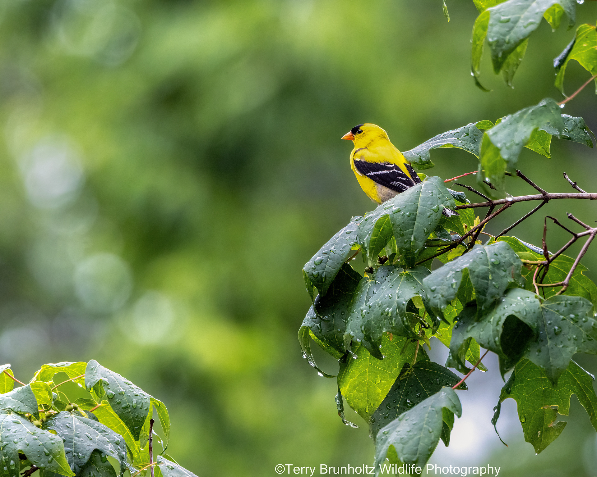 Rainy Day American Goldfinch