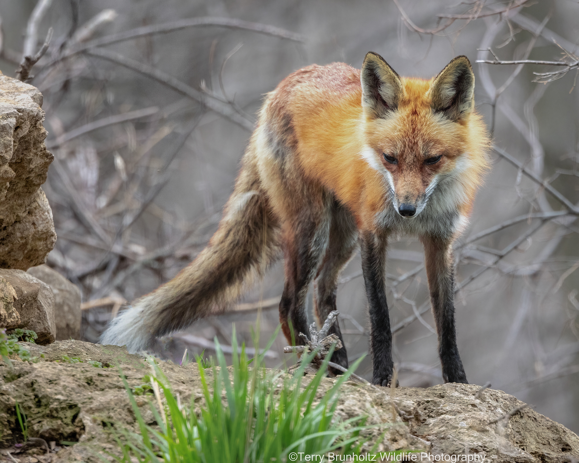 Stunning Beauty on a Dreary Day
