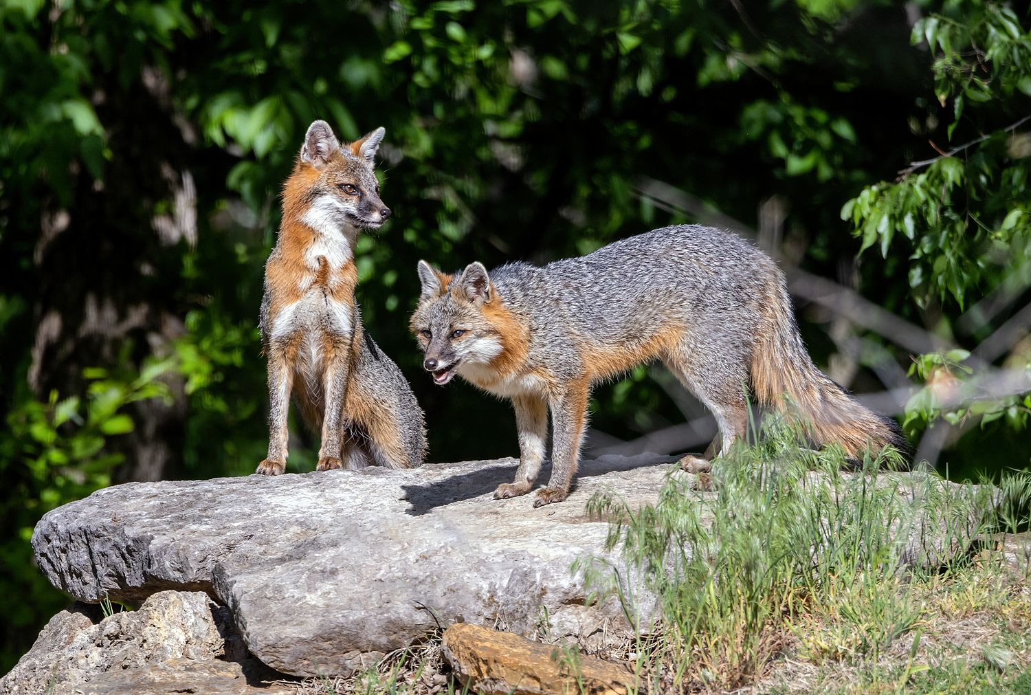 Gray Fox Mates