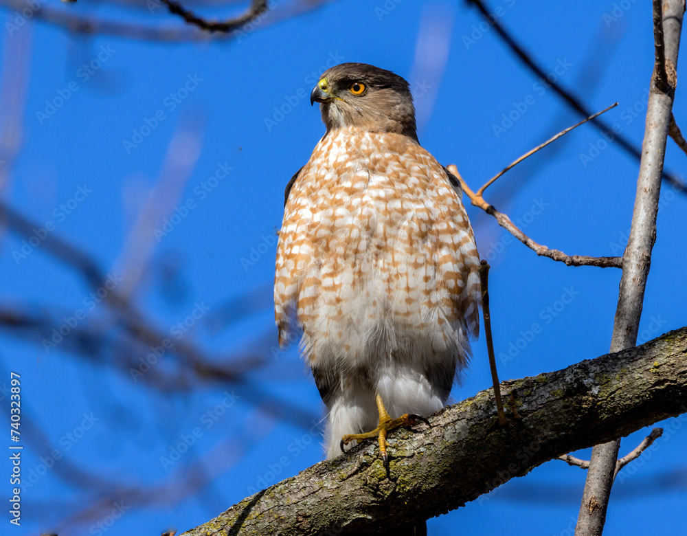 Cooper's Hawk