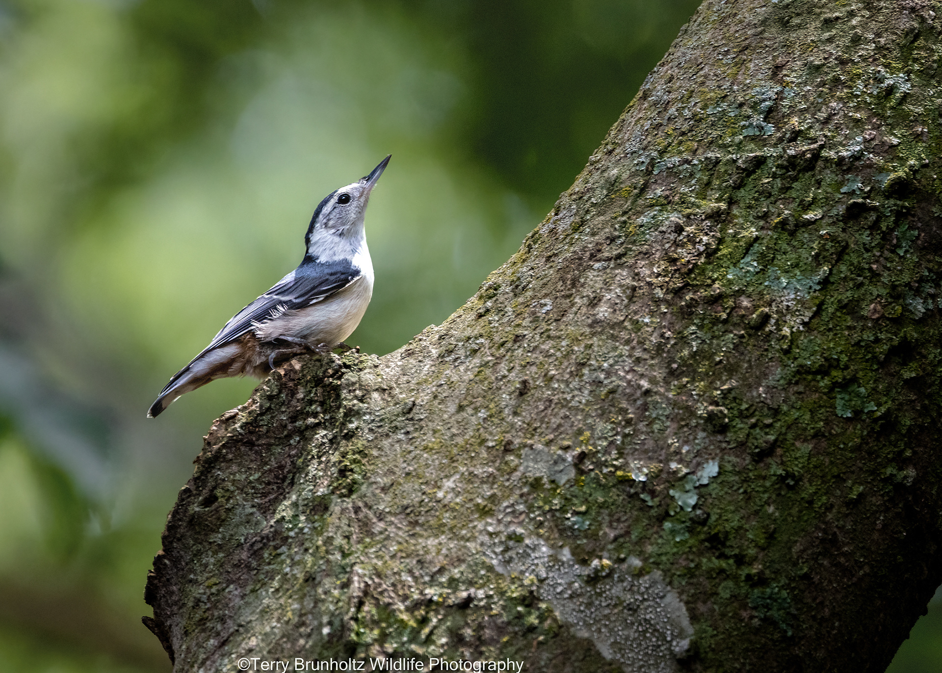White-breasted Nuthatch