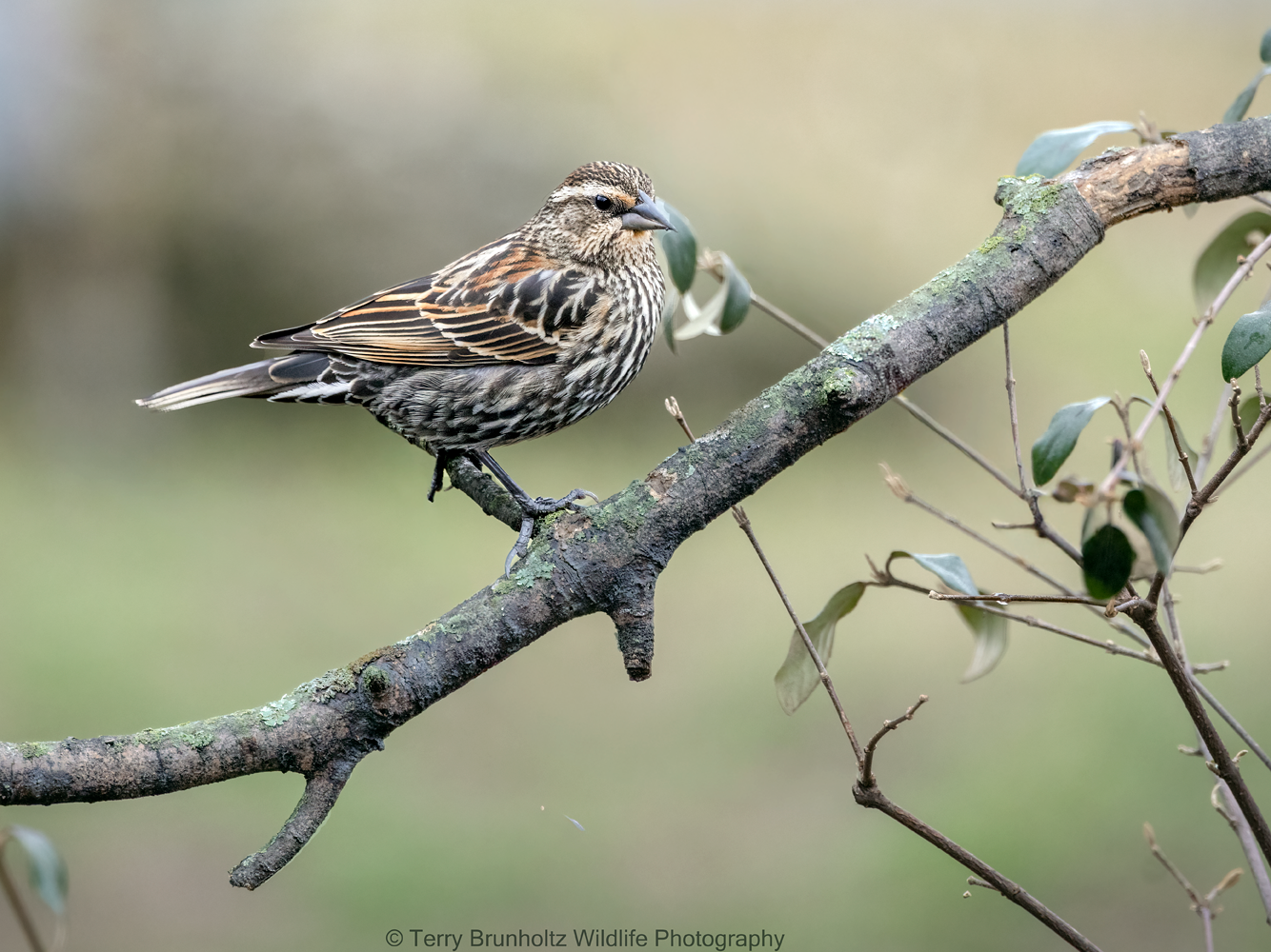 Female Red-winged Blackbird