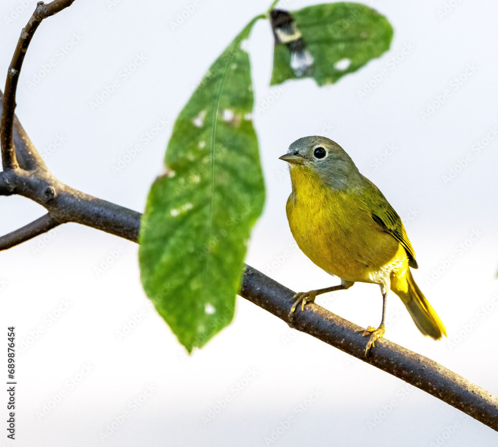 Nashville Warbler