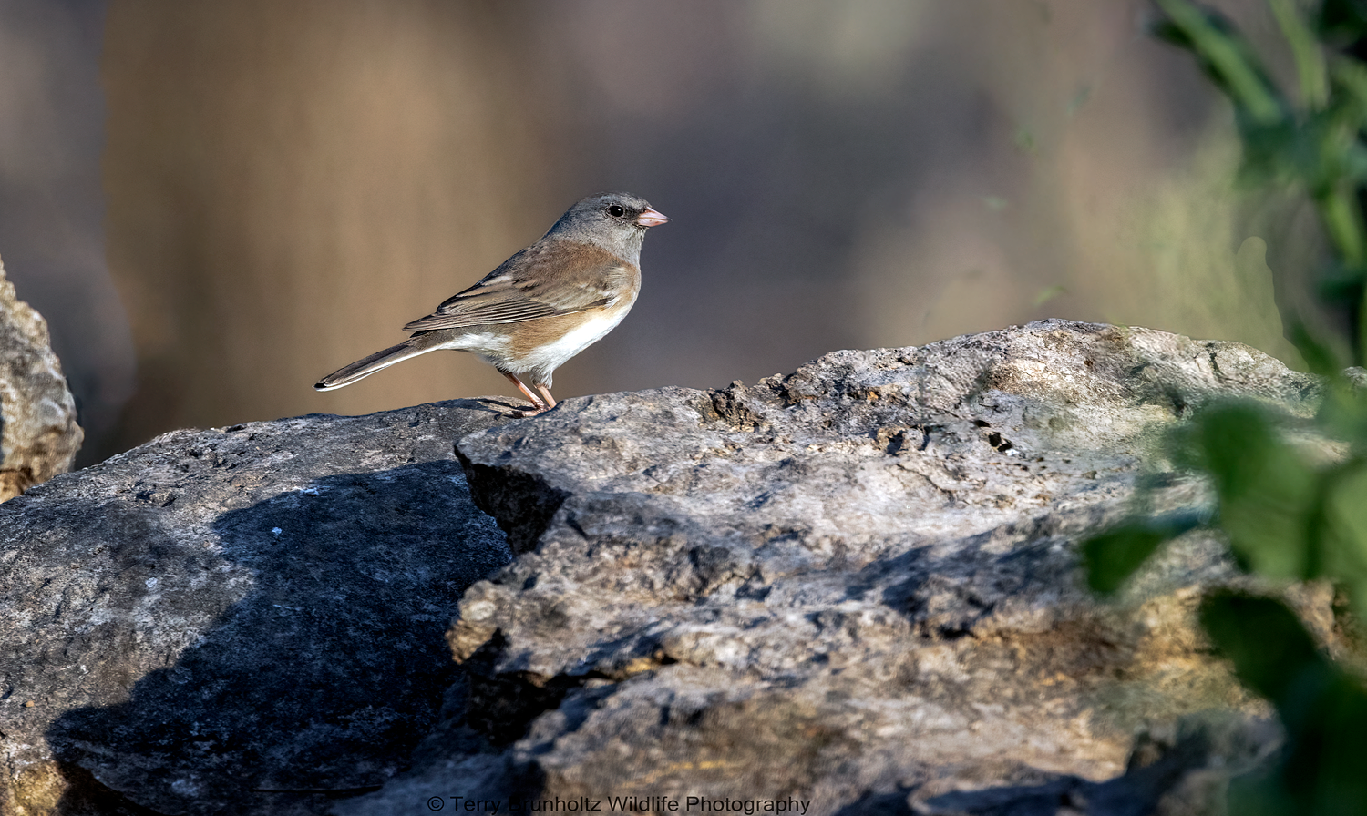 _U0A8177 Dark-eyed Junco