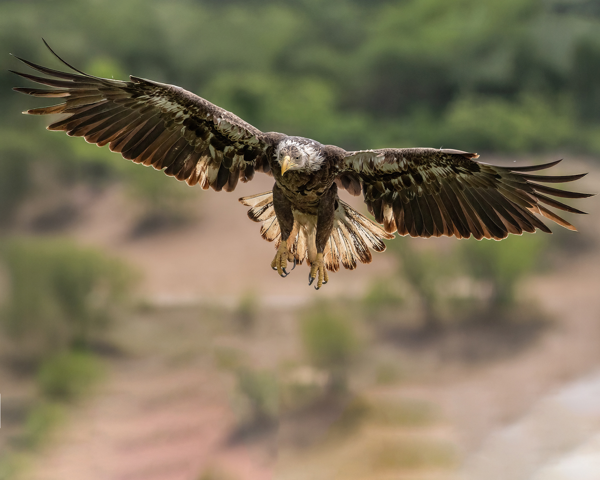 Juvenile Bald Eagle Landing
