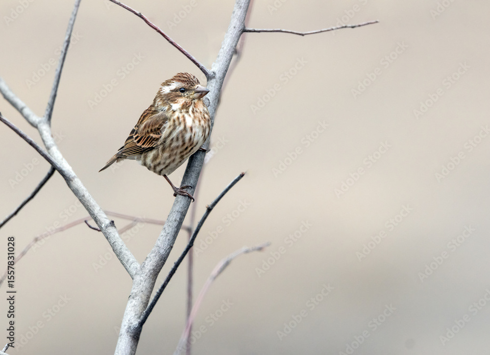 Purple Finch Female