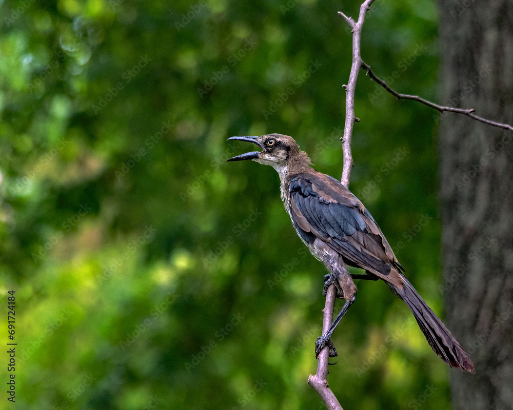 Great-tailed Grackle