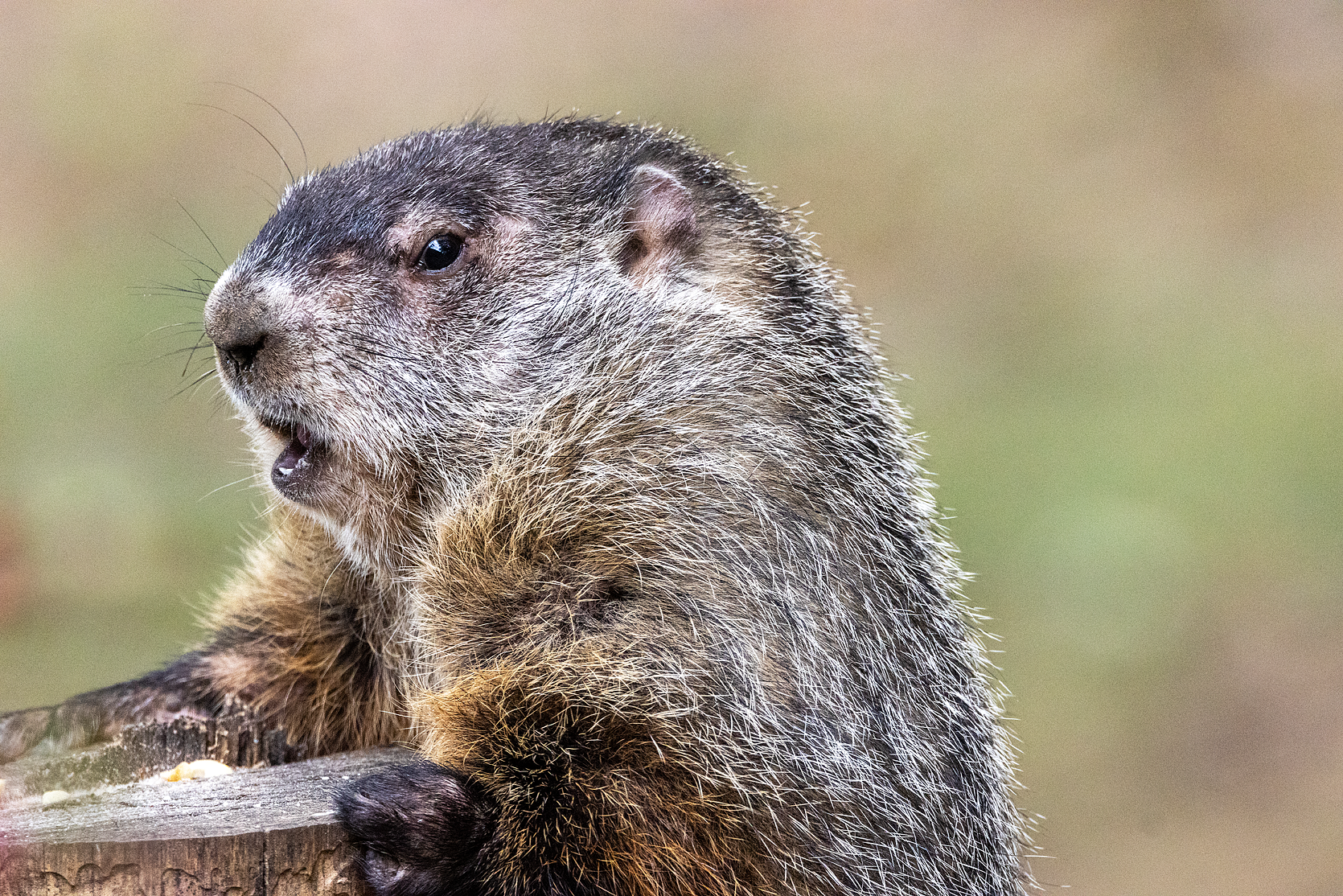 Groundhog Closeup