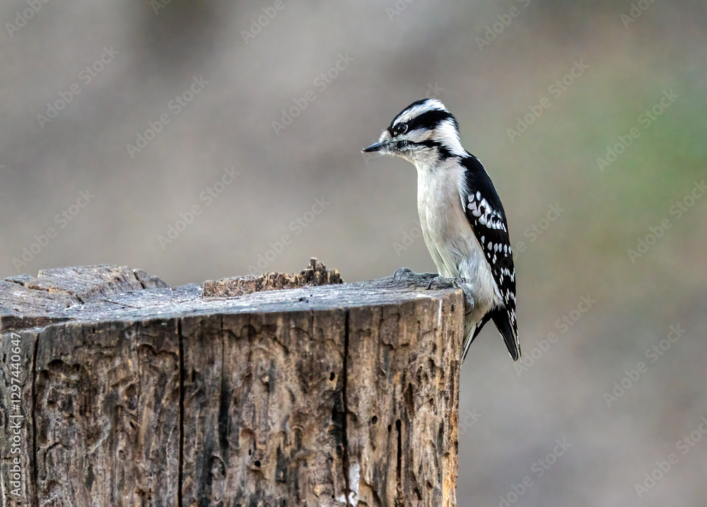 Female Downy Woodpecker