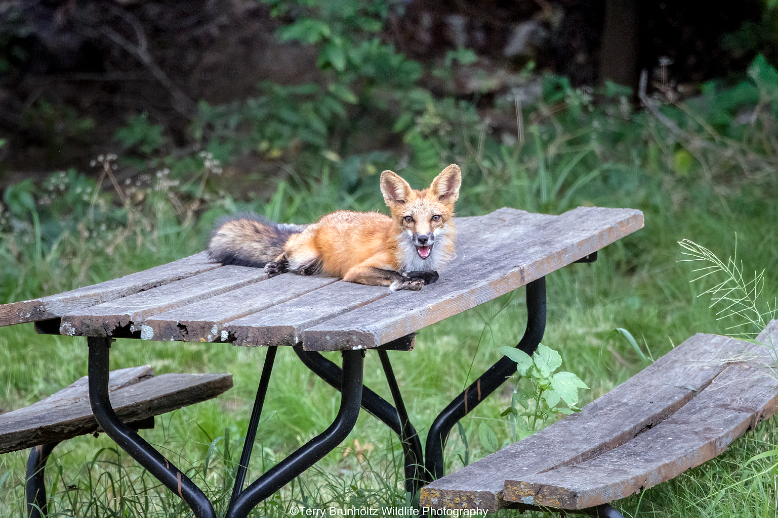 Hey...When Is Dinner Served Around Here?
