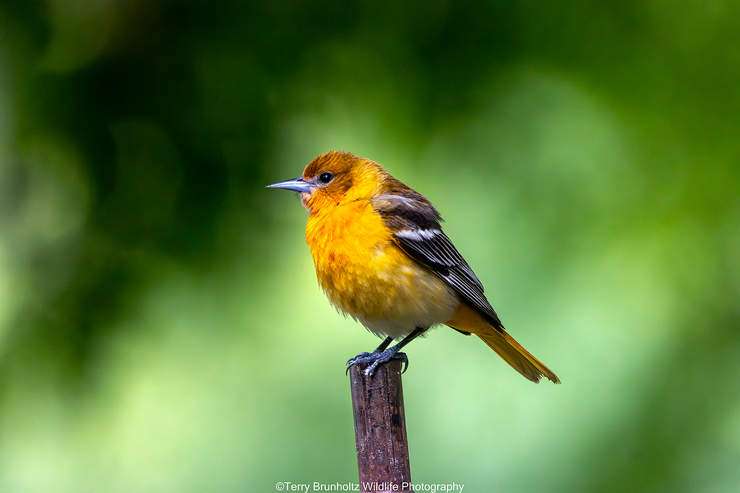_U0A0676 Female Baltimore Oriole