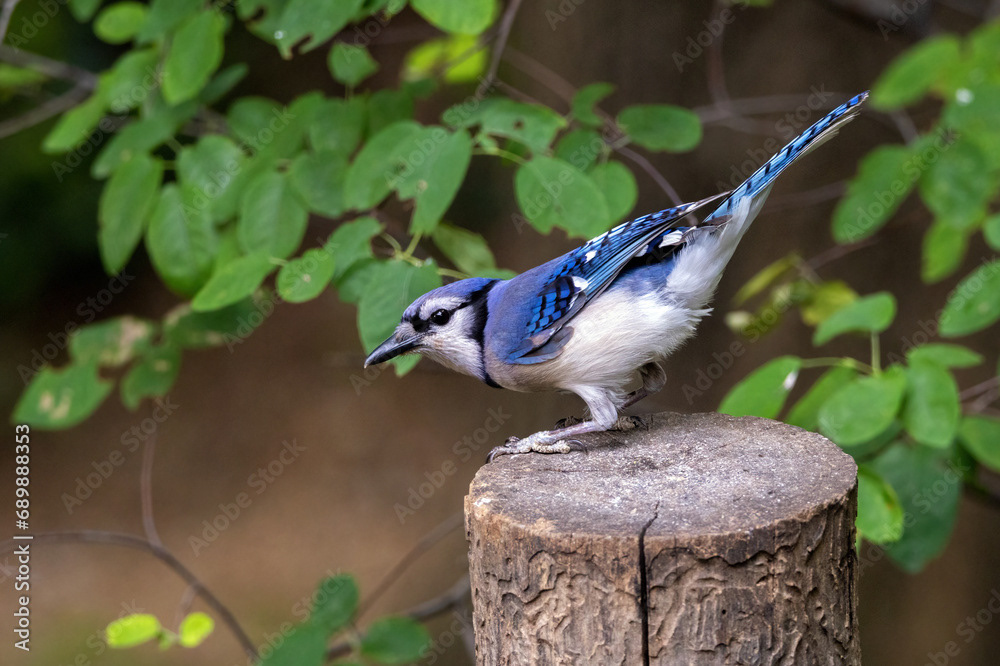 Blue Jay