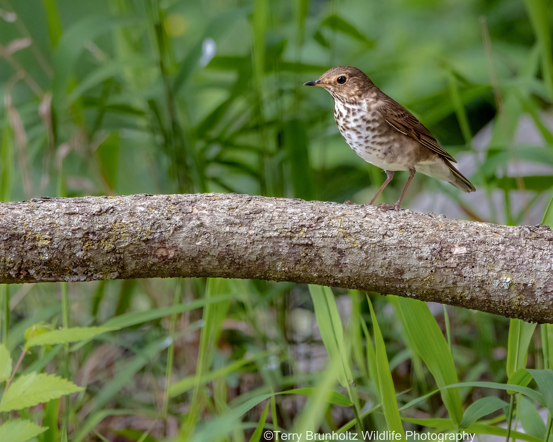Swainson's Thrush