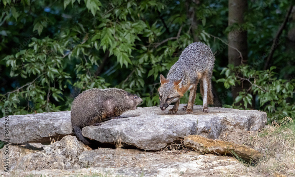 Gray Fox vs, Groundhog