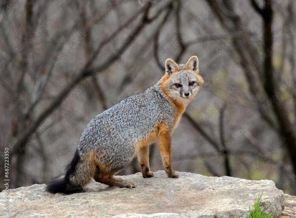 Gray Fox(1)