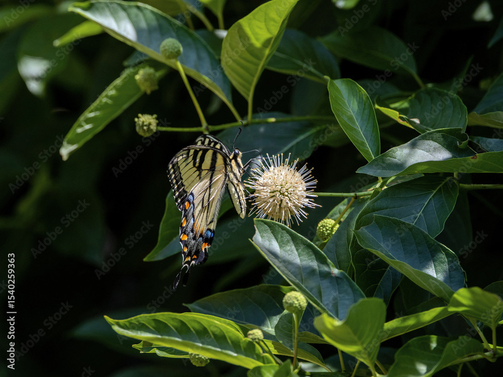 Eastern Tiger Swallowtail on Buttonbush
