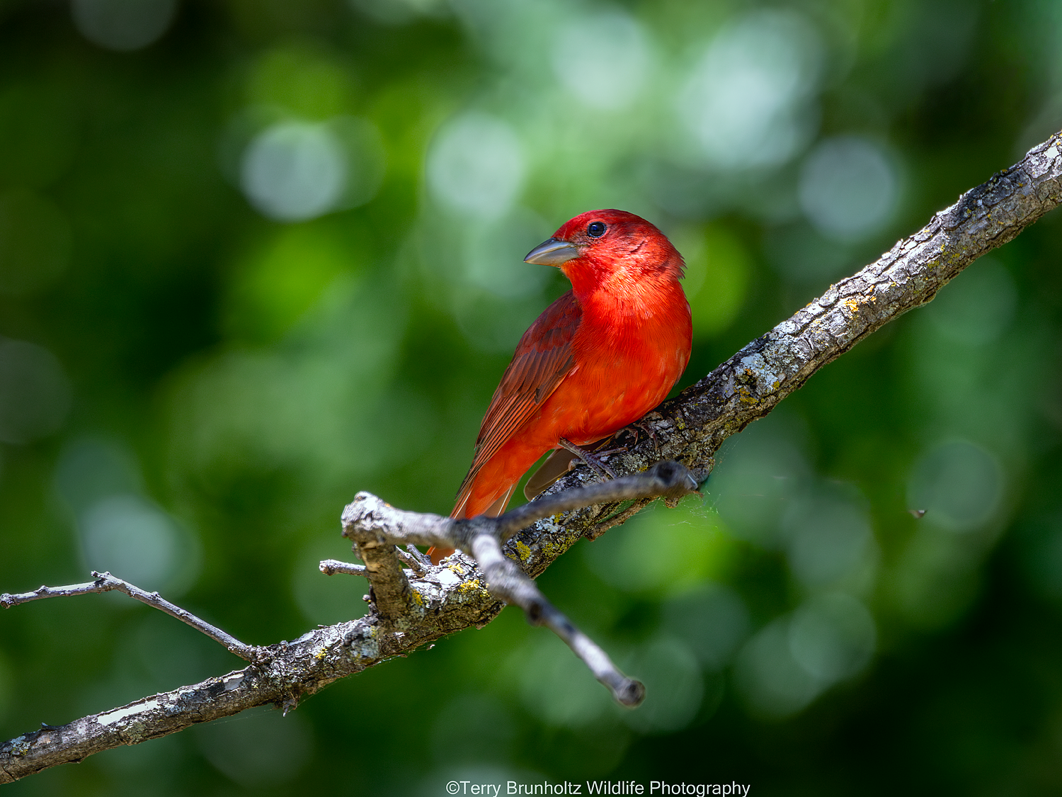 _U0A0032 Male Summer Tanager