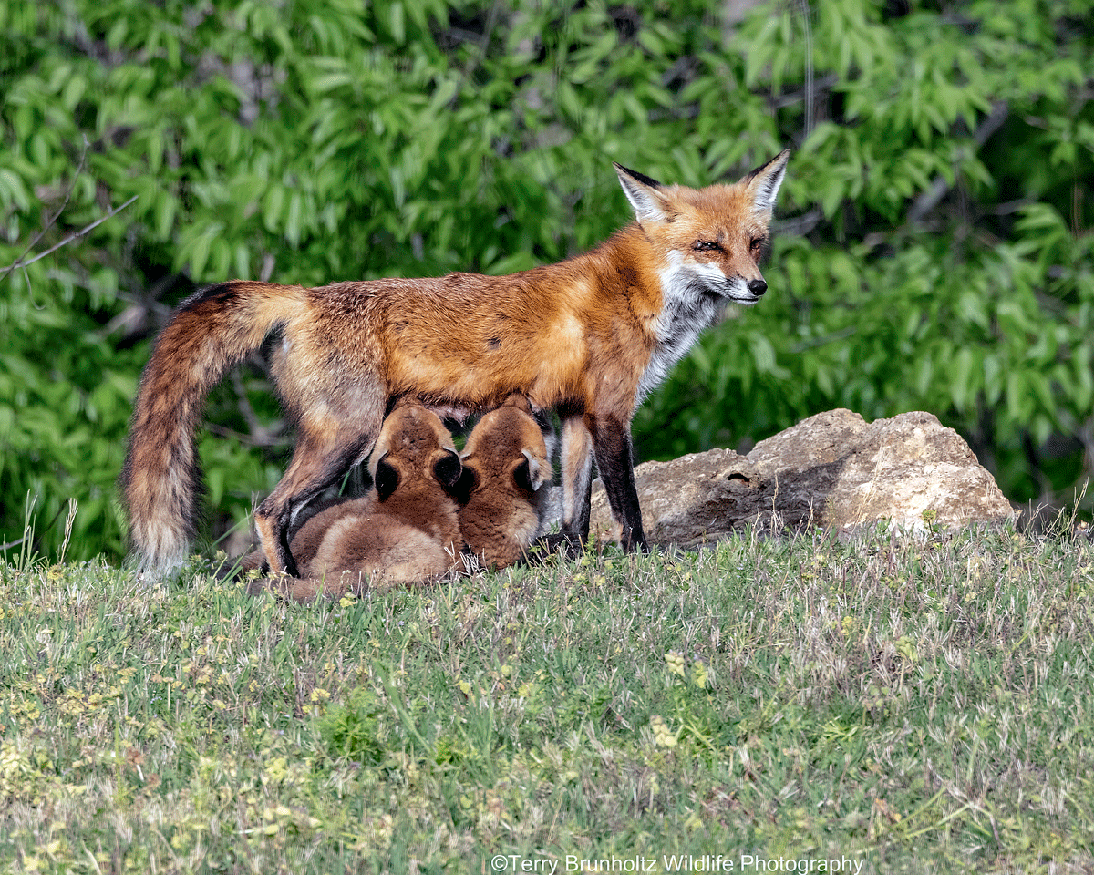 _U0A5669 Always Feeding Time