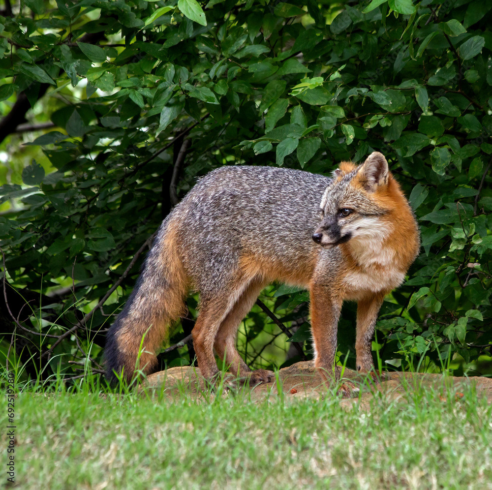 Pops (Gray Fox)