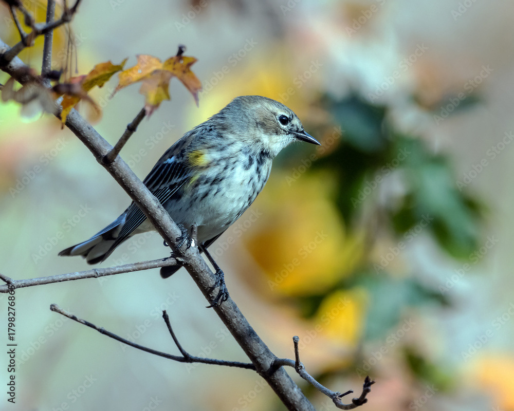 Yellow-rumped Warbler