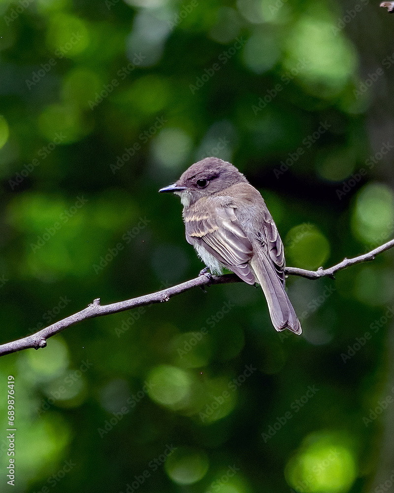Eastern Phoebe