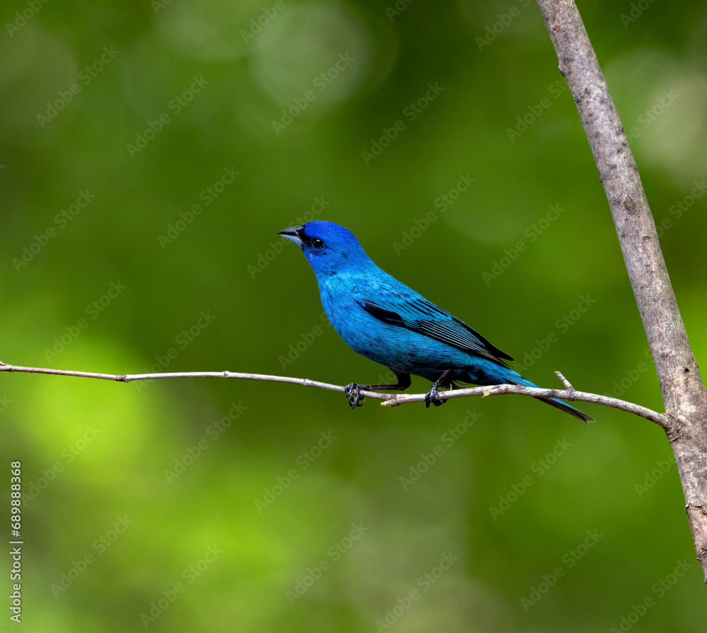 Indigo Bunting