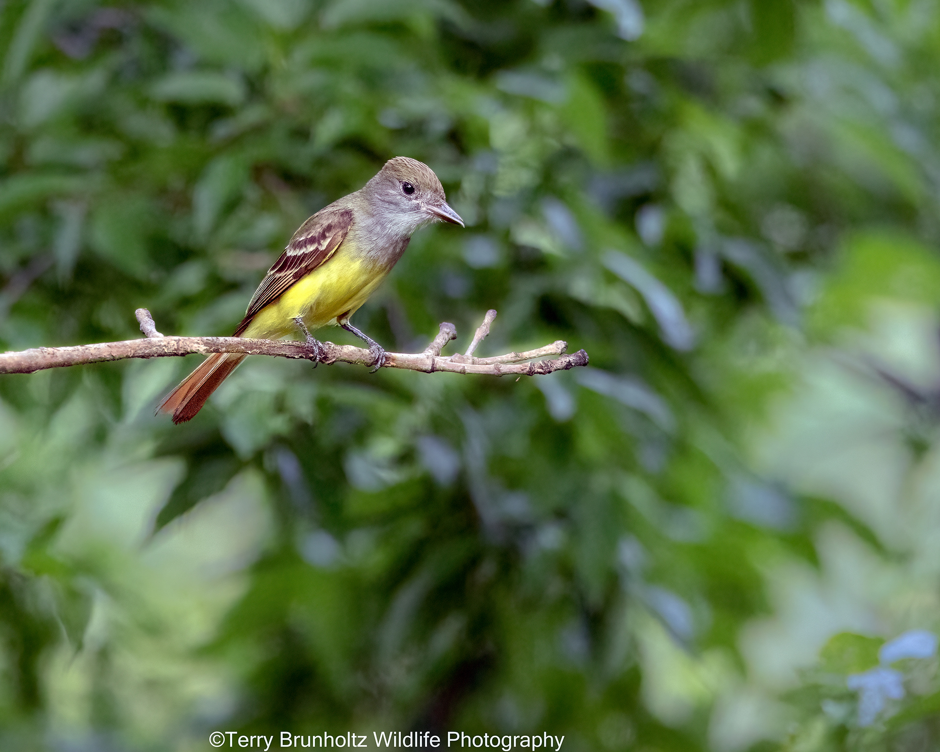 Great Crested Flycatcher