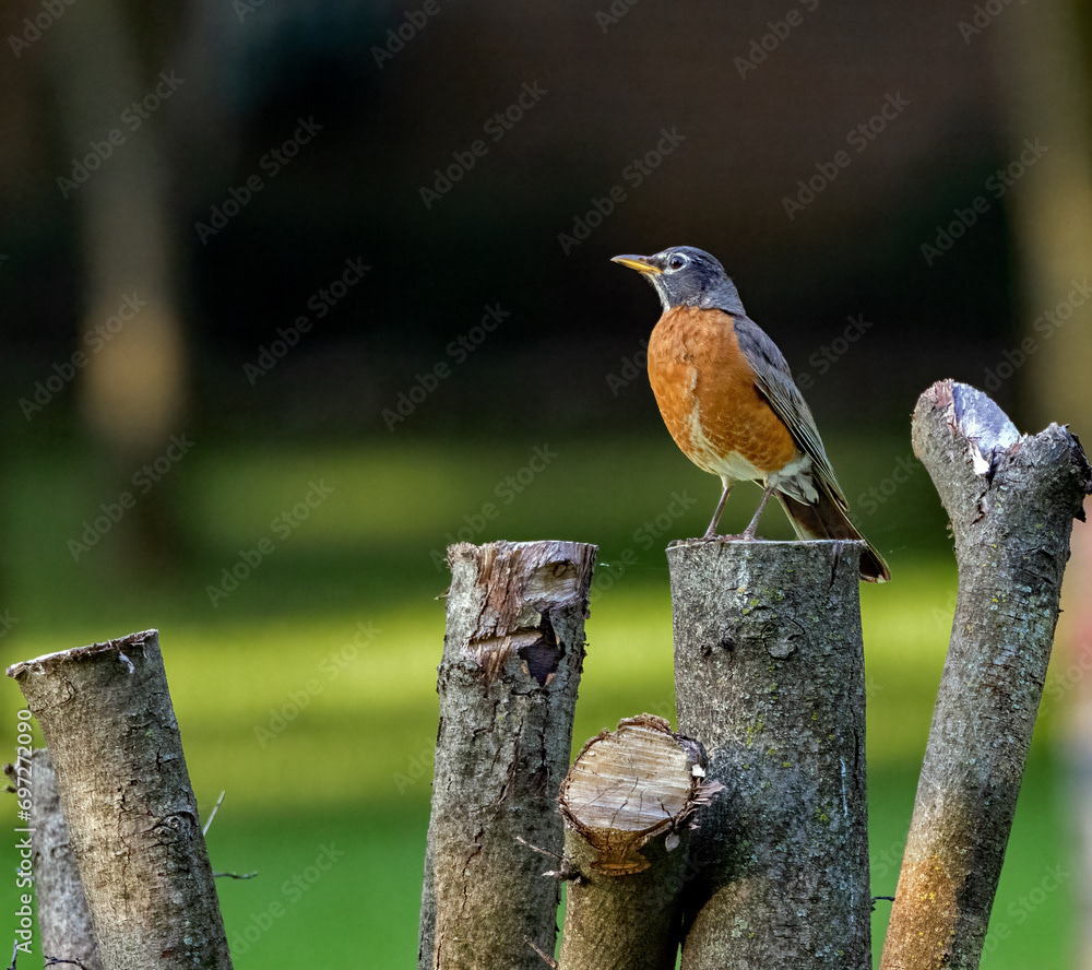 American Robin