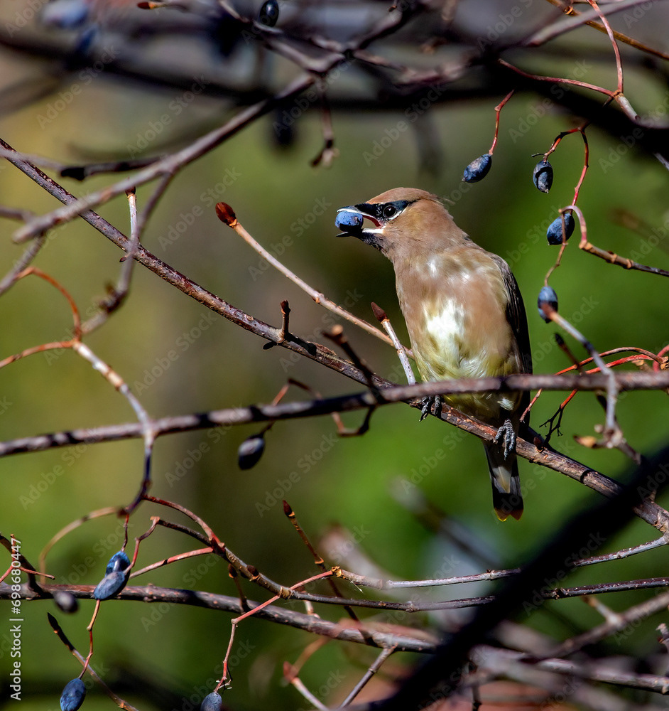Cedar Waxwing