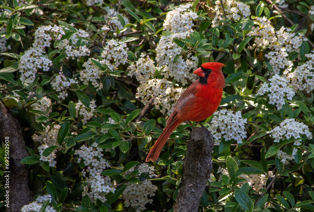 Northern Cardinal