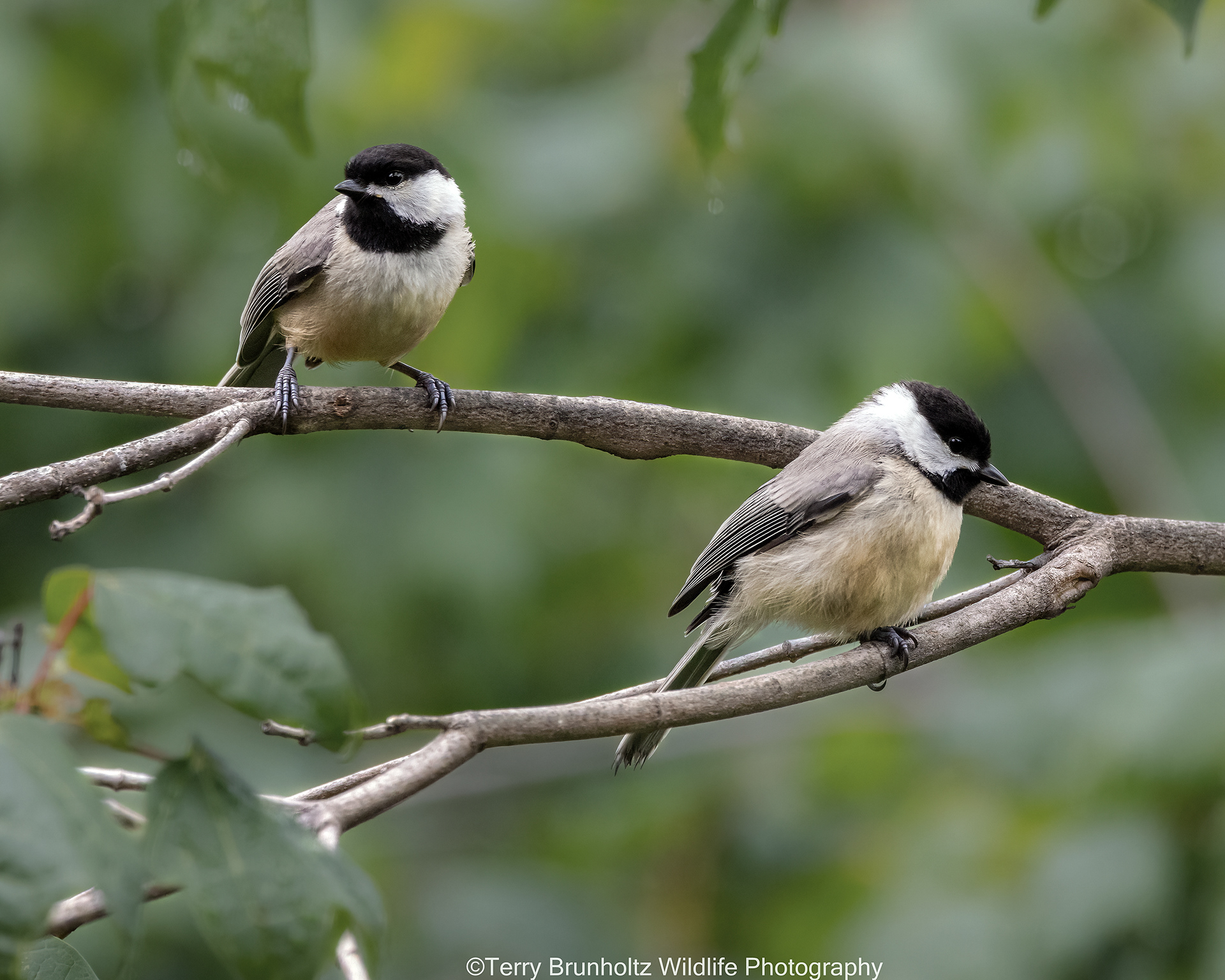 A Pair of Carolina Chickadees