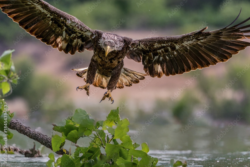 Gear Down for Landing