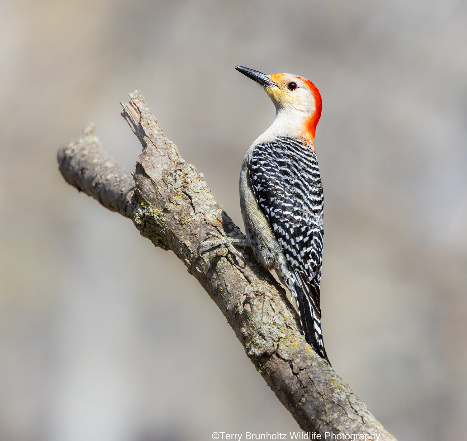 Female Red-bellied Woodpecker (1)