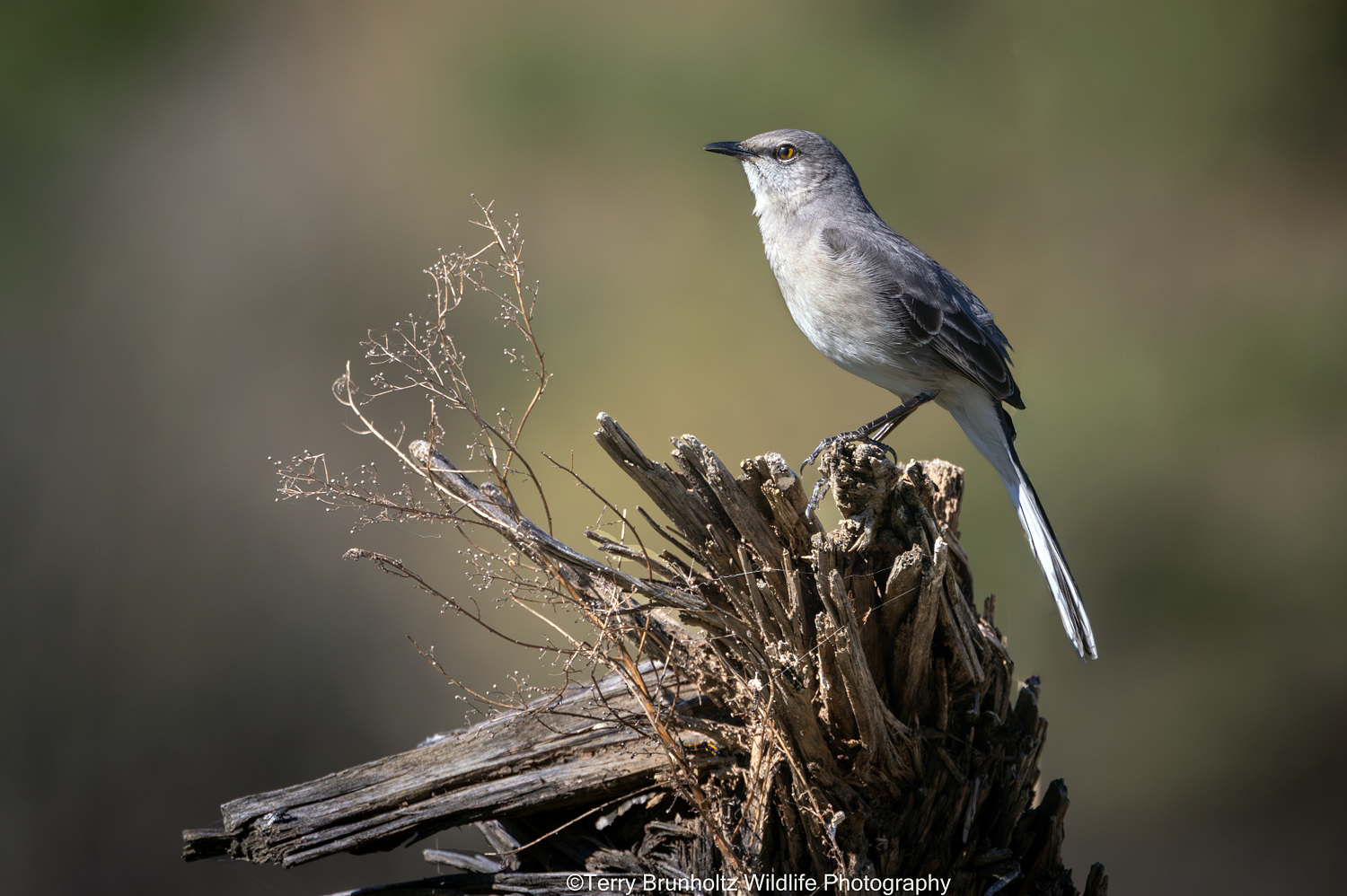 _U0A9085 Northern Mockingbird