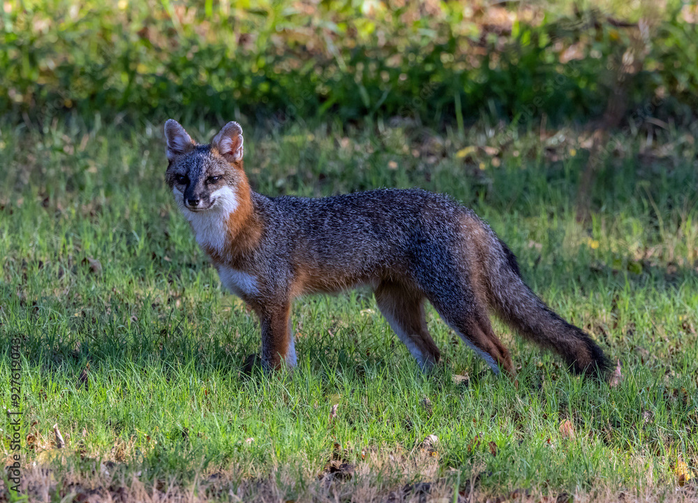 Gray Fox, Male(4)