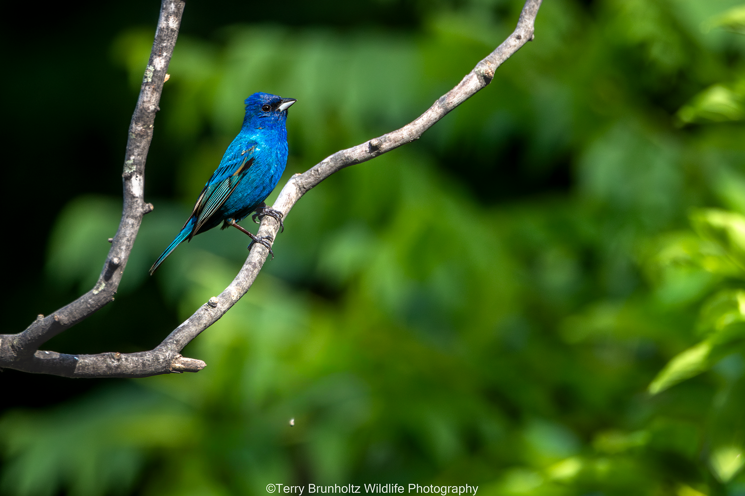 _U0A1314 Male Indigo Bunting