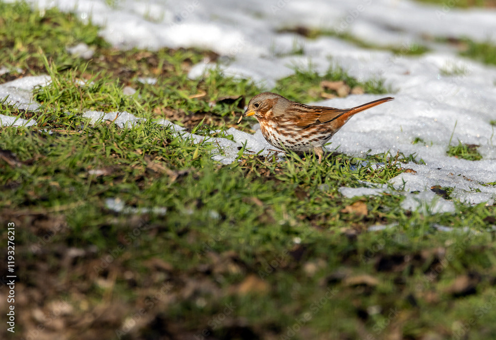 Fox Sparrow