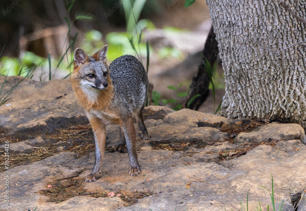 Gray Fox (8)