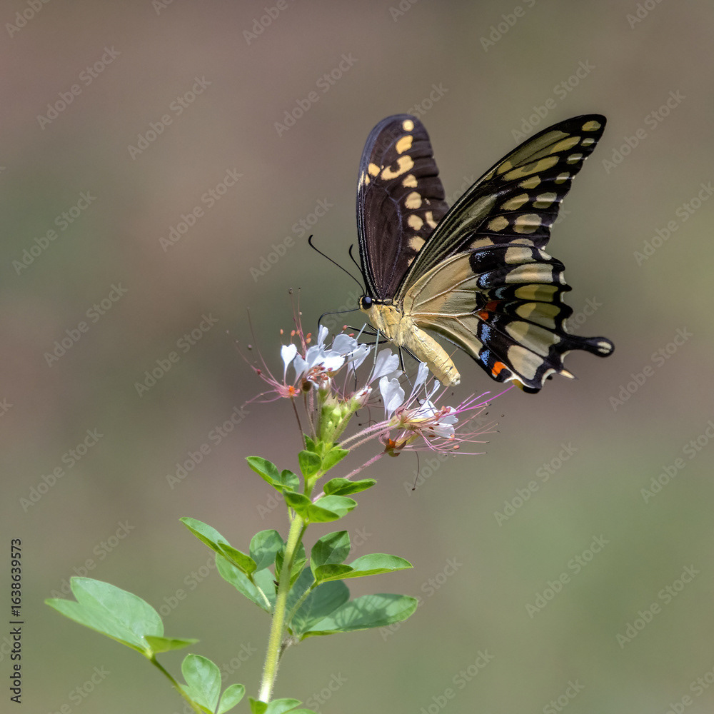 Giant Swallowtail on Red-whiskered Clammyweed