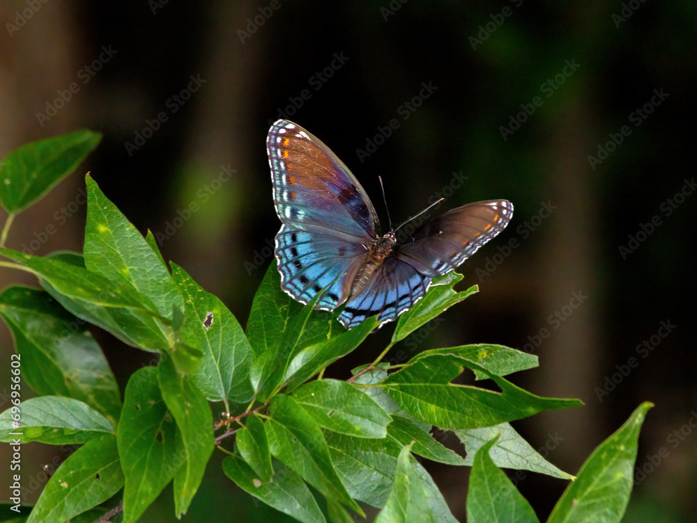 Red-spotted Purple