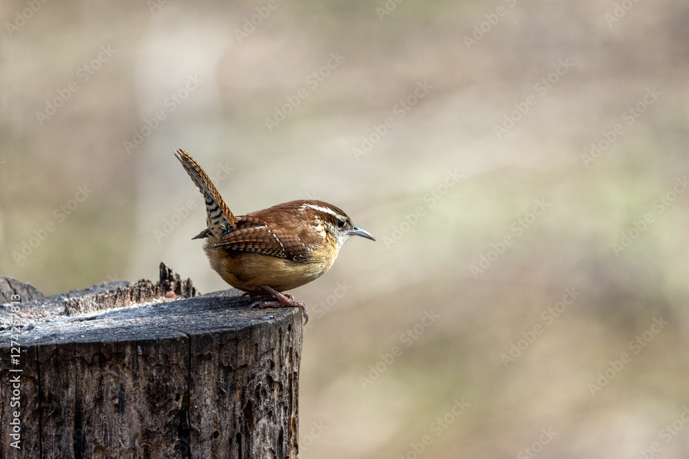 Carolina Wren