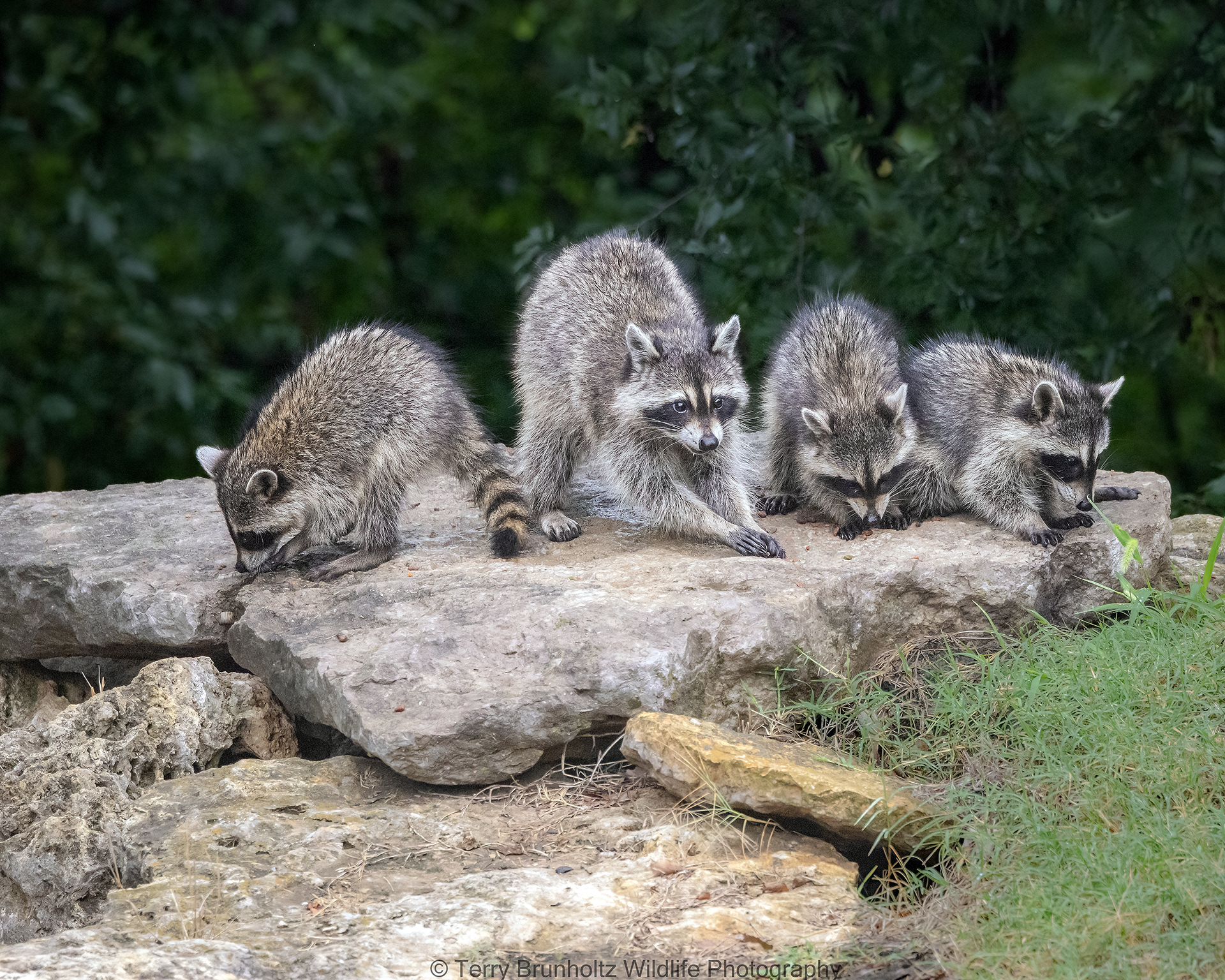 Raccoon Family