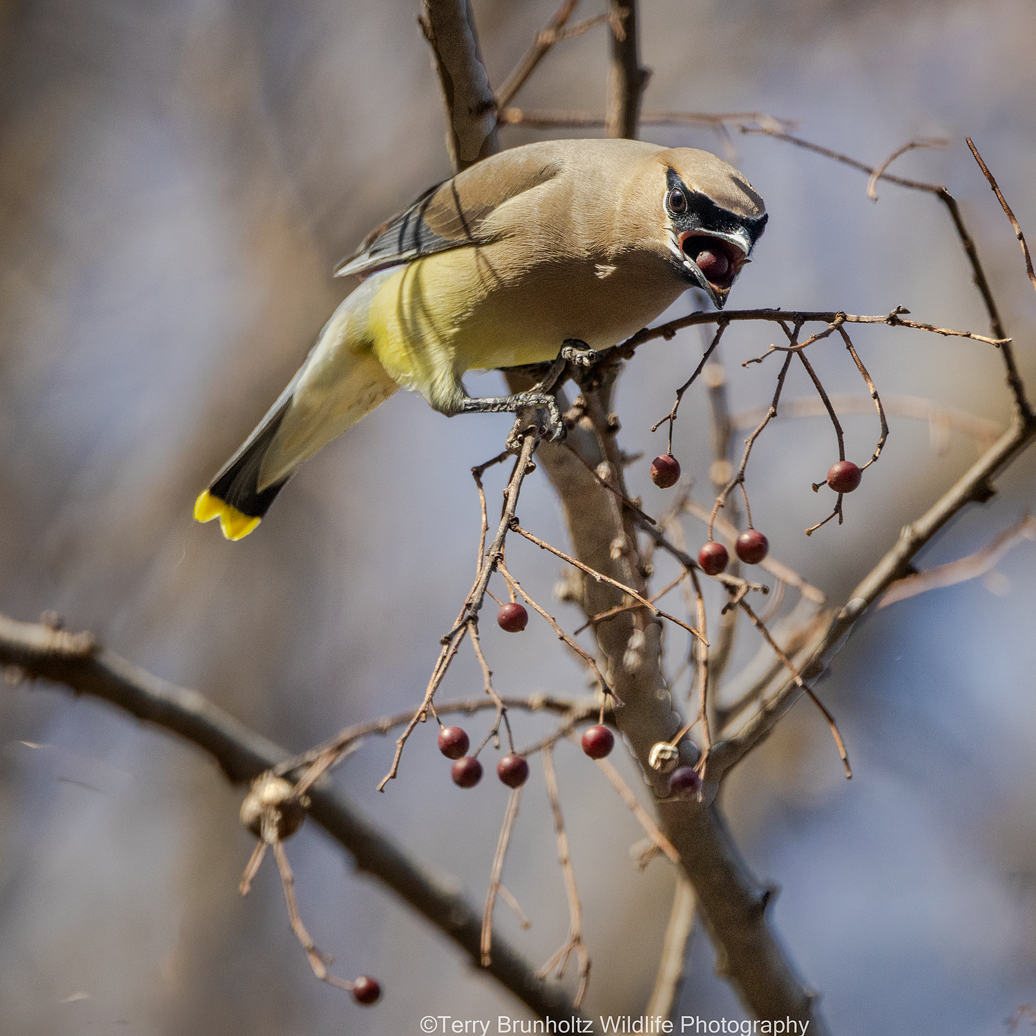 Cedar Waxwing Eating a Hackberry