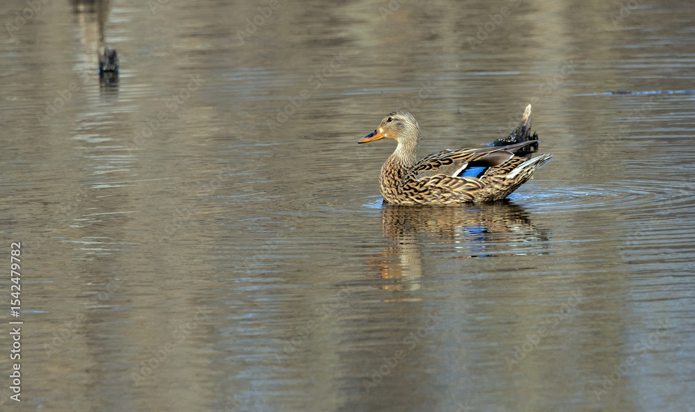 Mallard Duck Female
