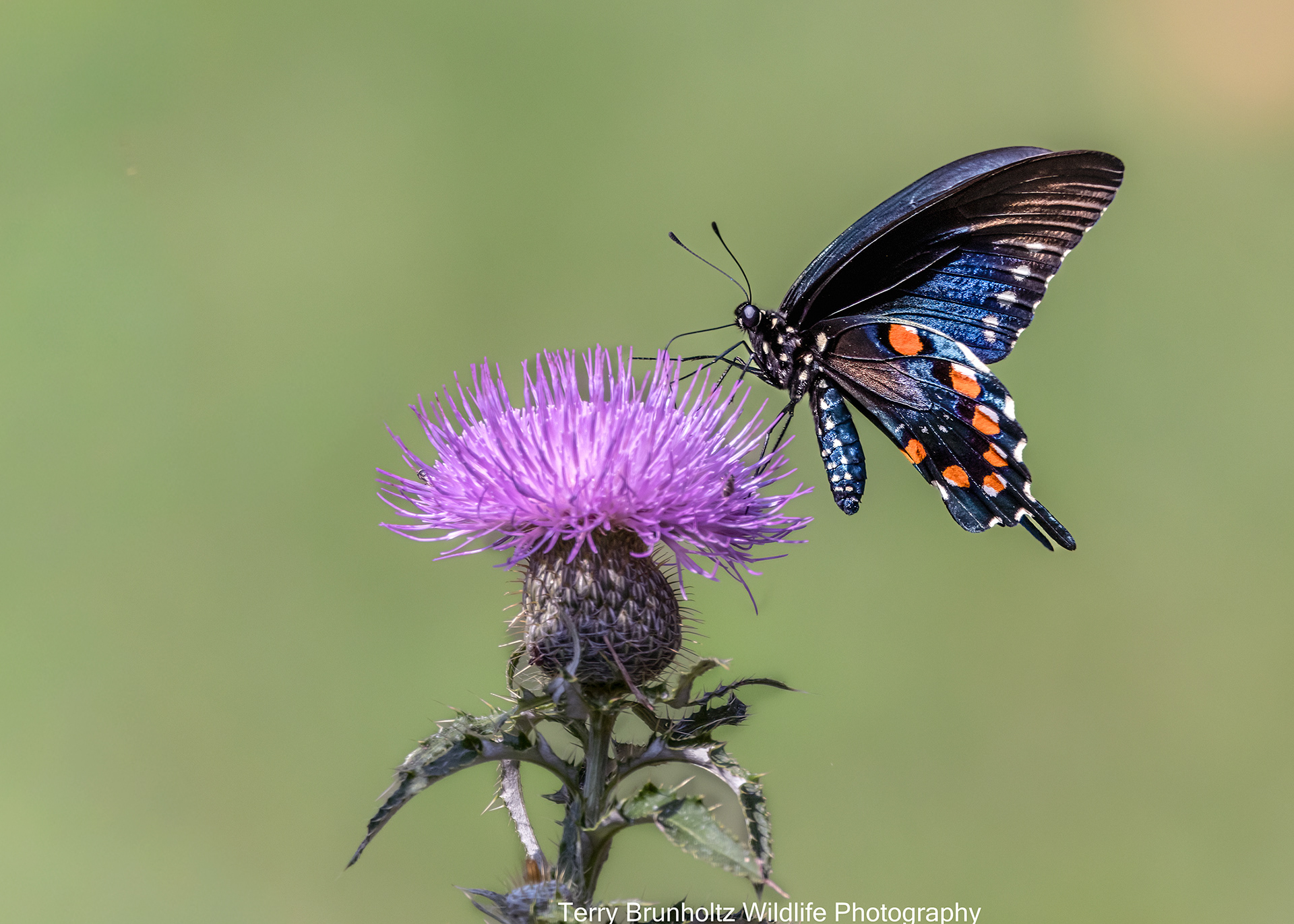 Pipevine Swallowtail on Tall Thistle