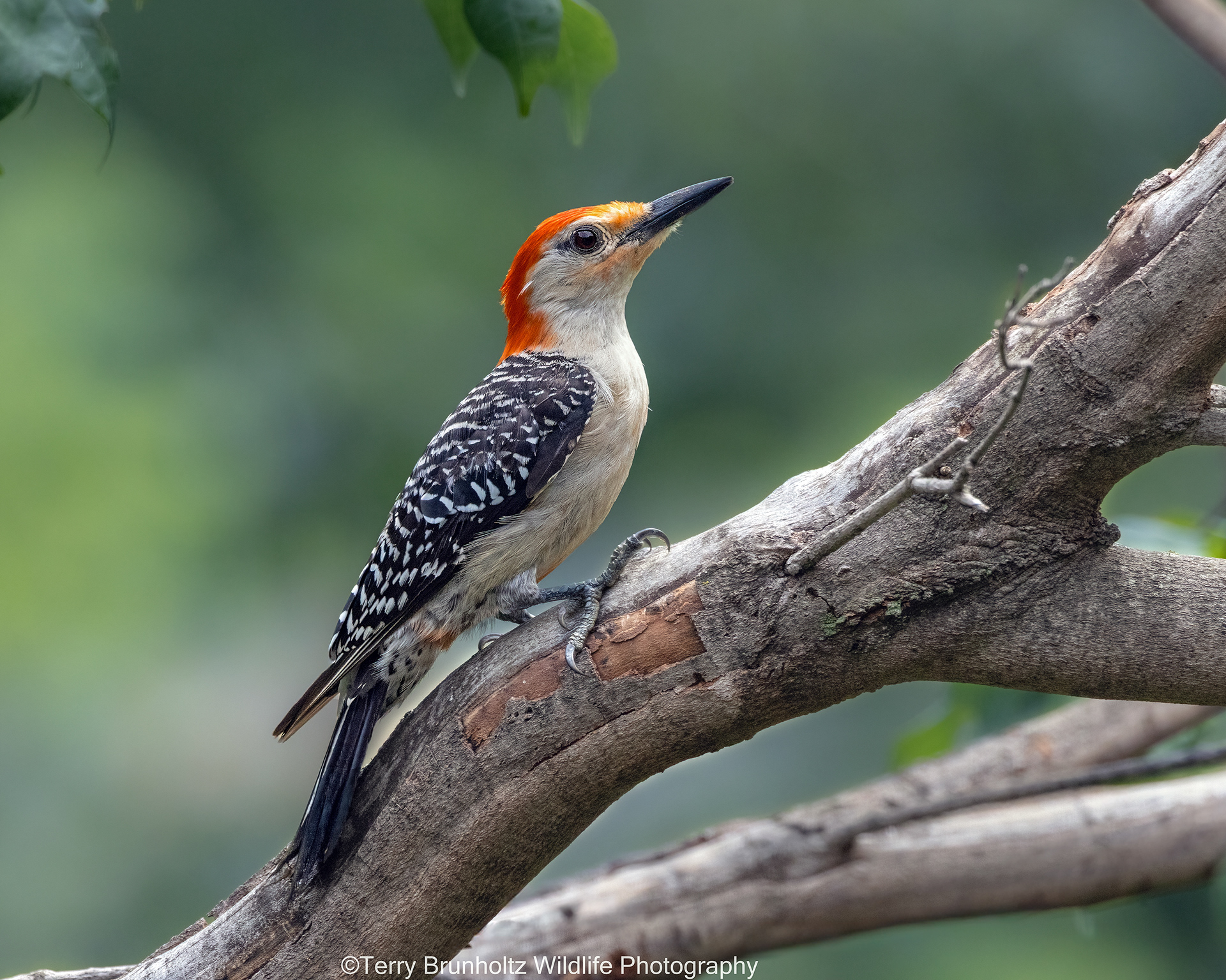 Female Red-bellied Woodpecker