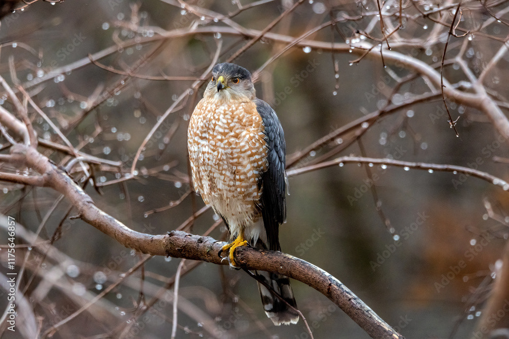 Sittin' In The Rain (Cooper's Hawk)
