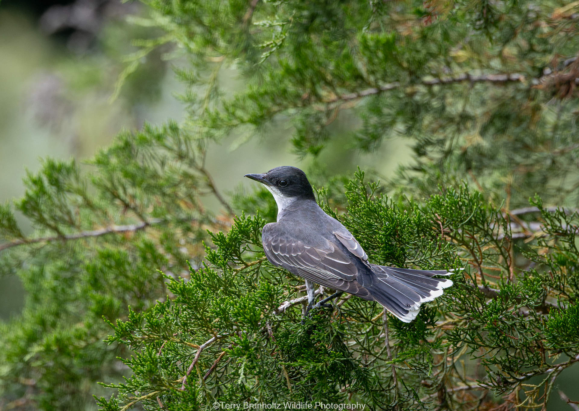 _U0A1817 Eastern Kingbird in Eastern Red Cedar
